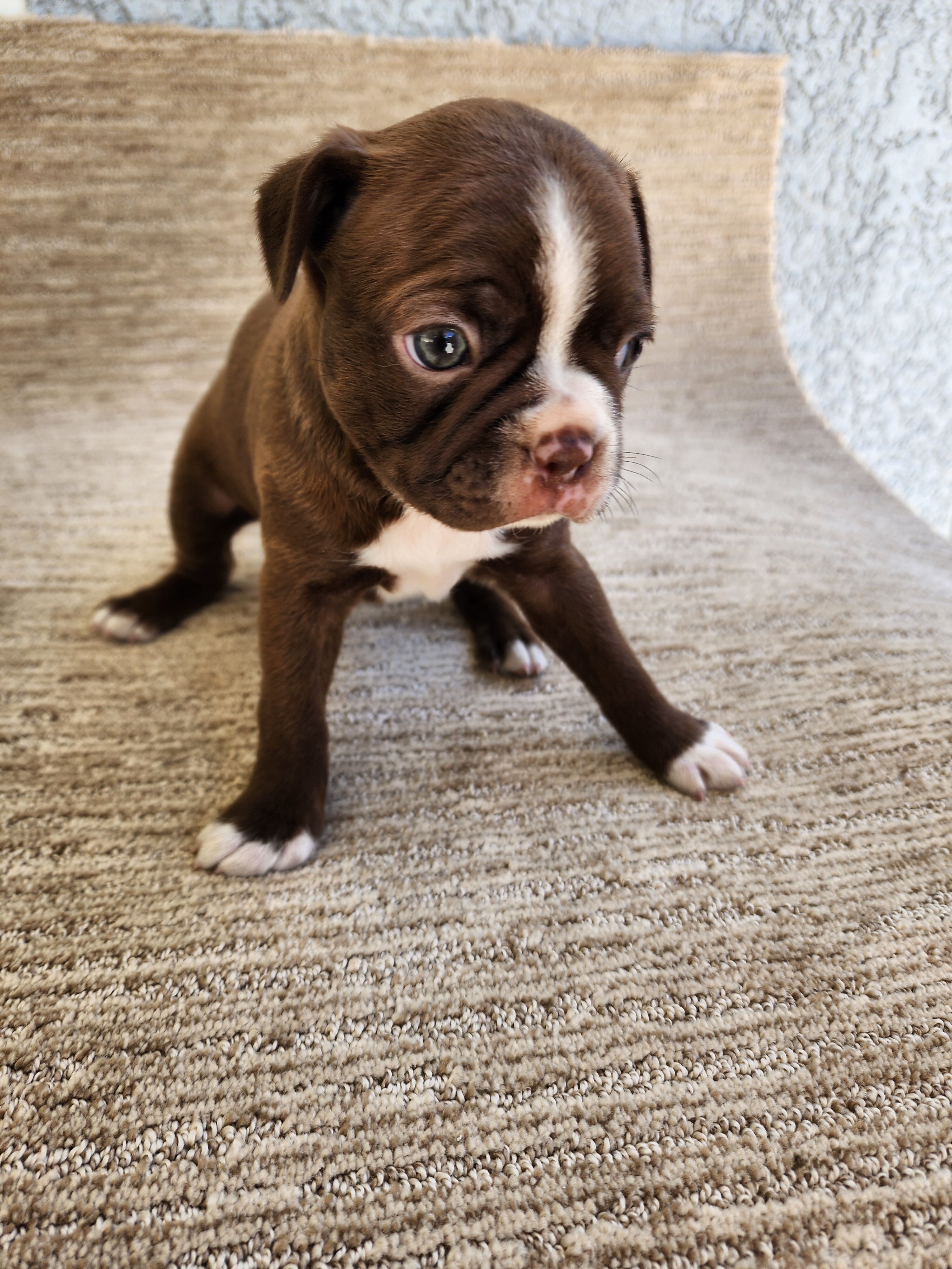 Boston Terrier puppy image 9