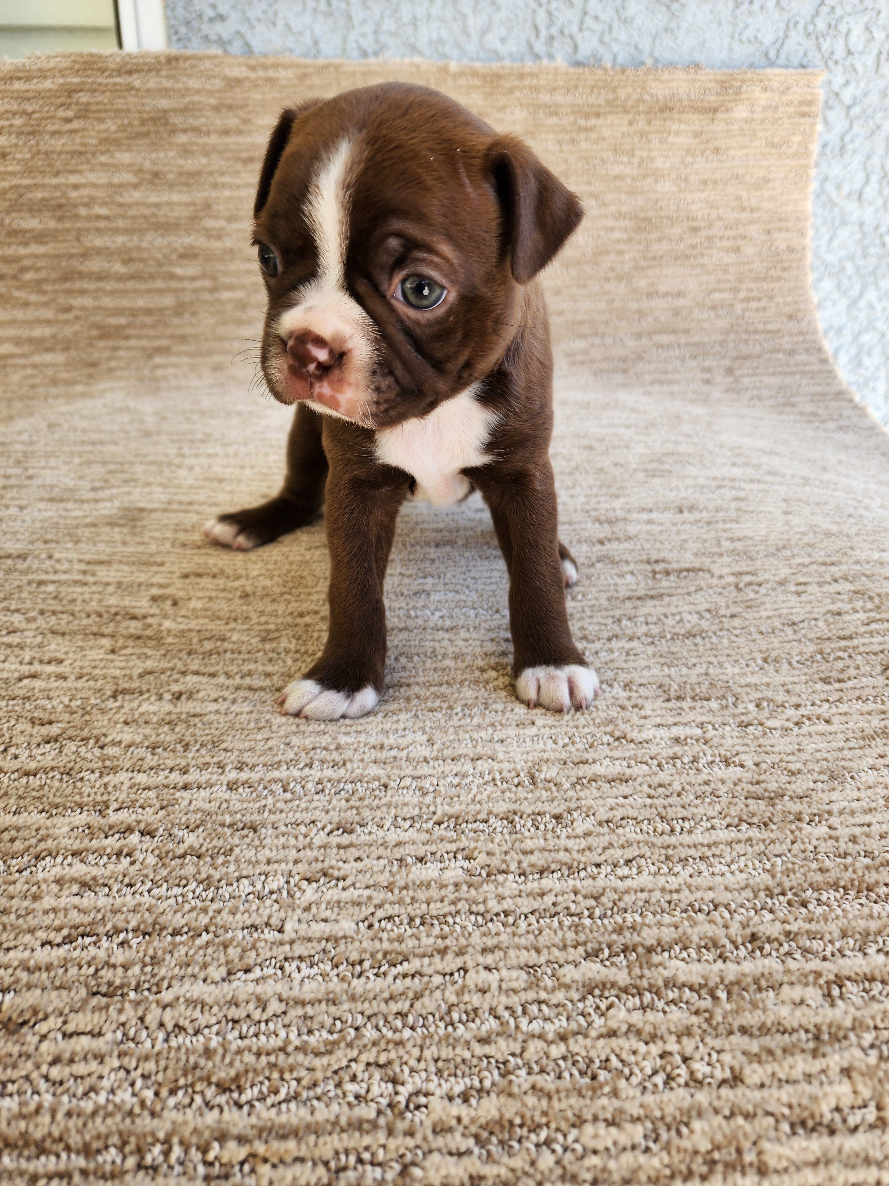 Boston Terrier puppy image 2