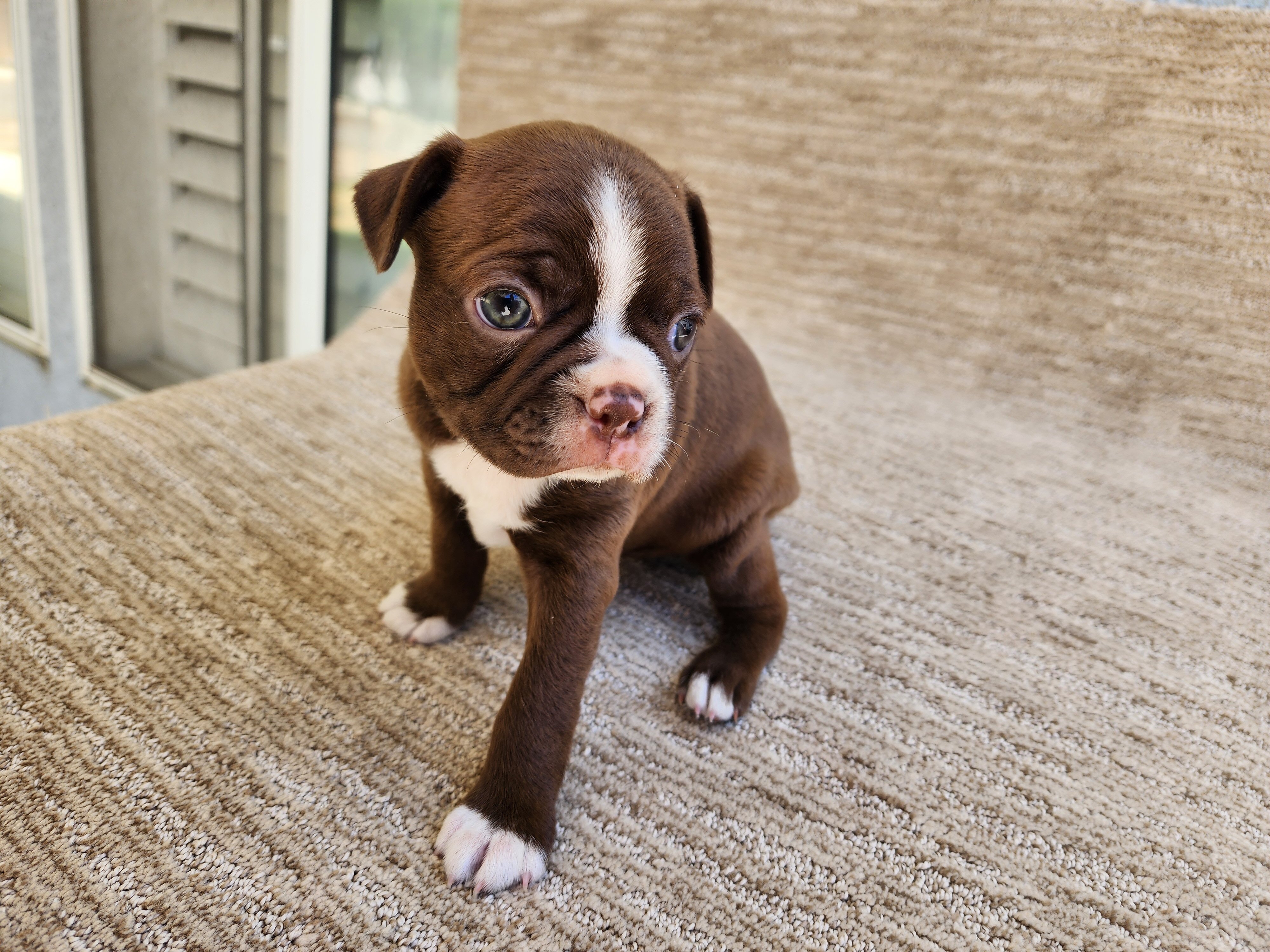 Boston Terrier puppy image 1