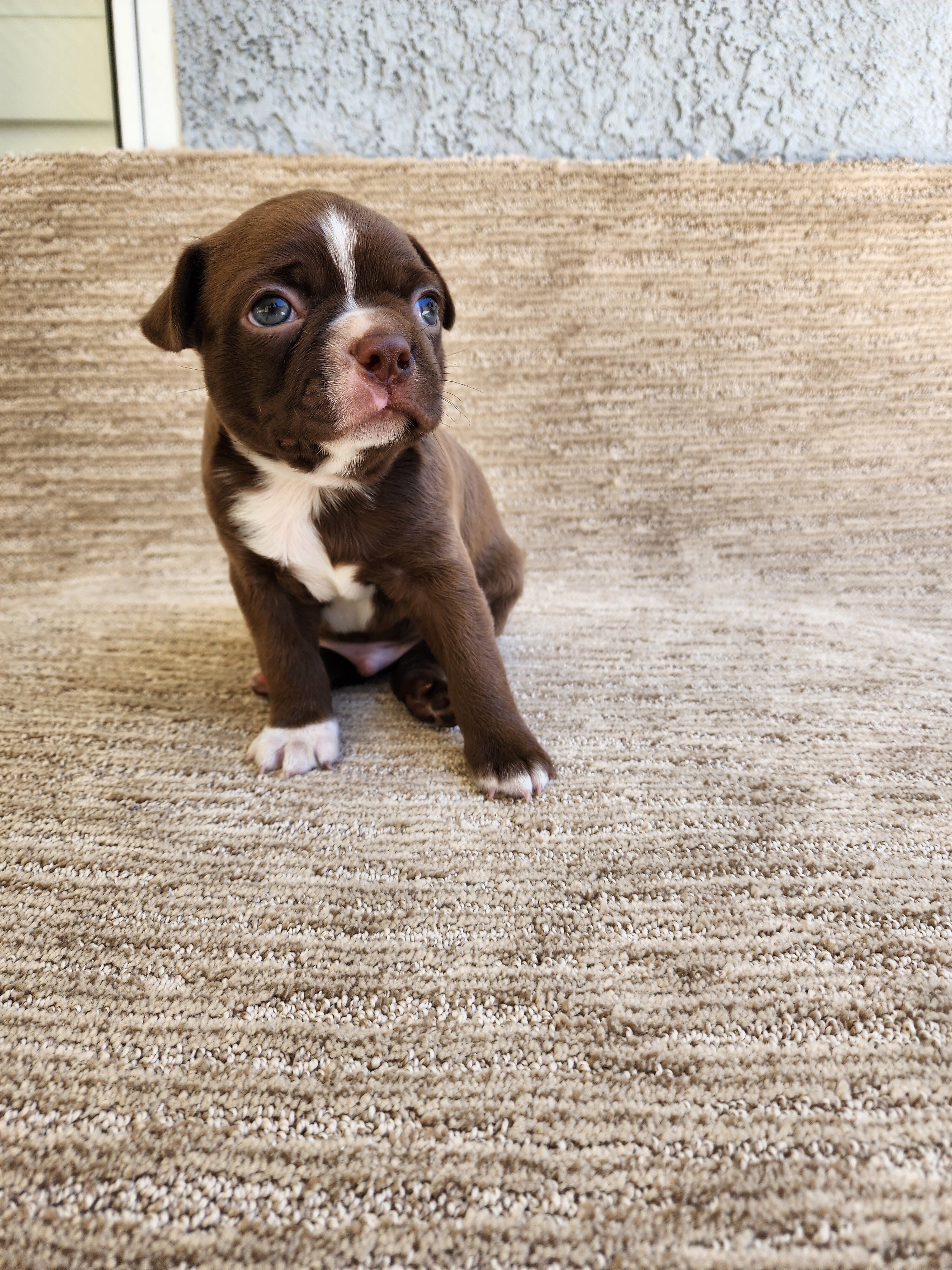 Boston Terrier puppy image 5
