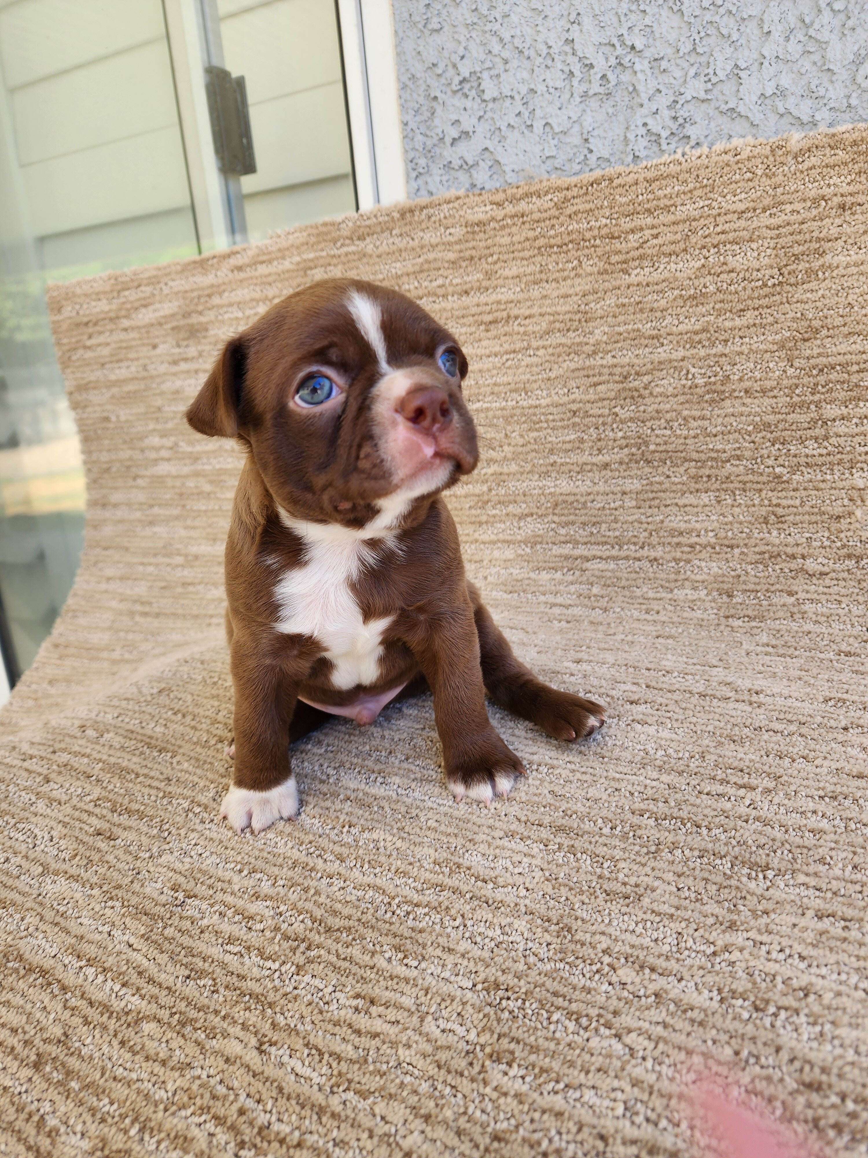 Boston Terrier puppy image 4