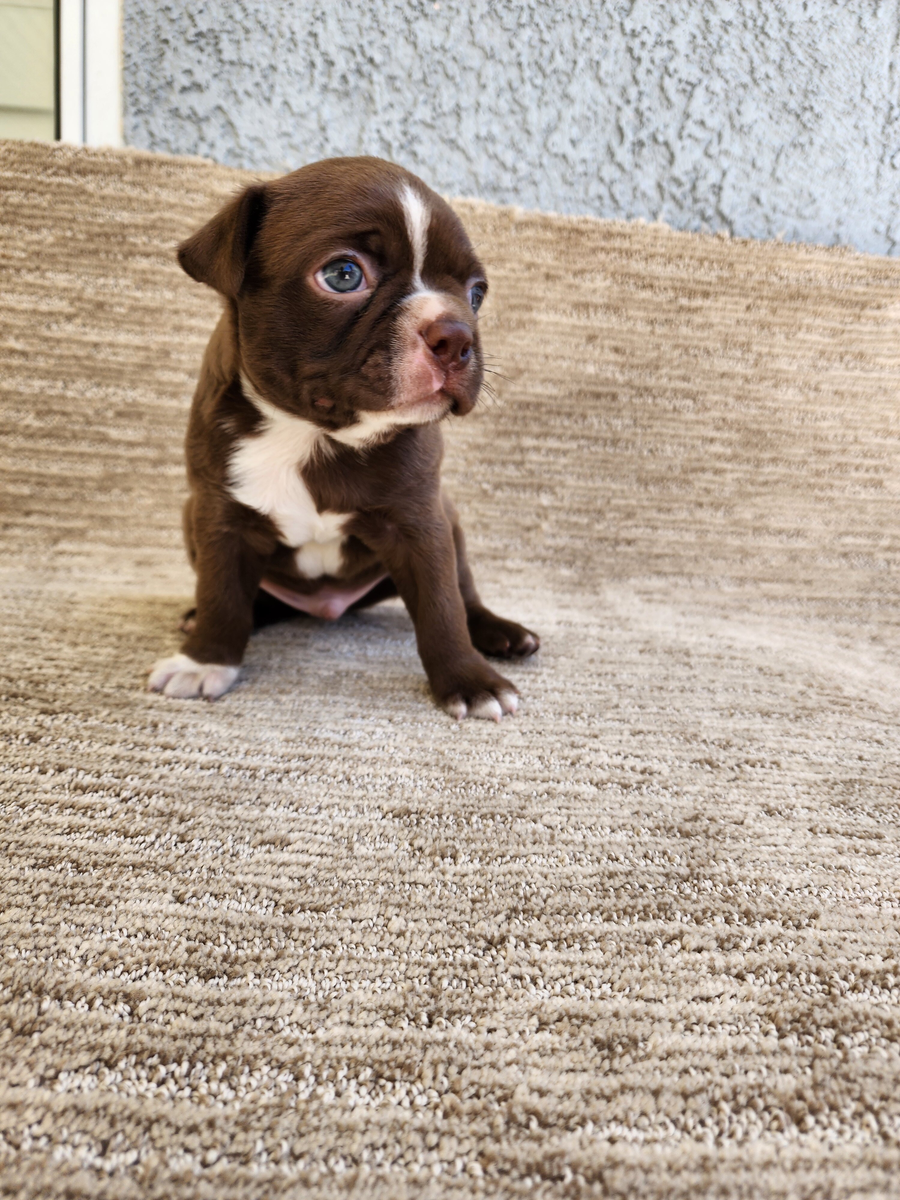 Boston Terrier puppy image 6