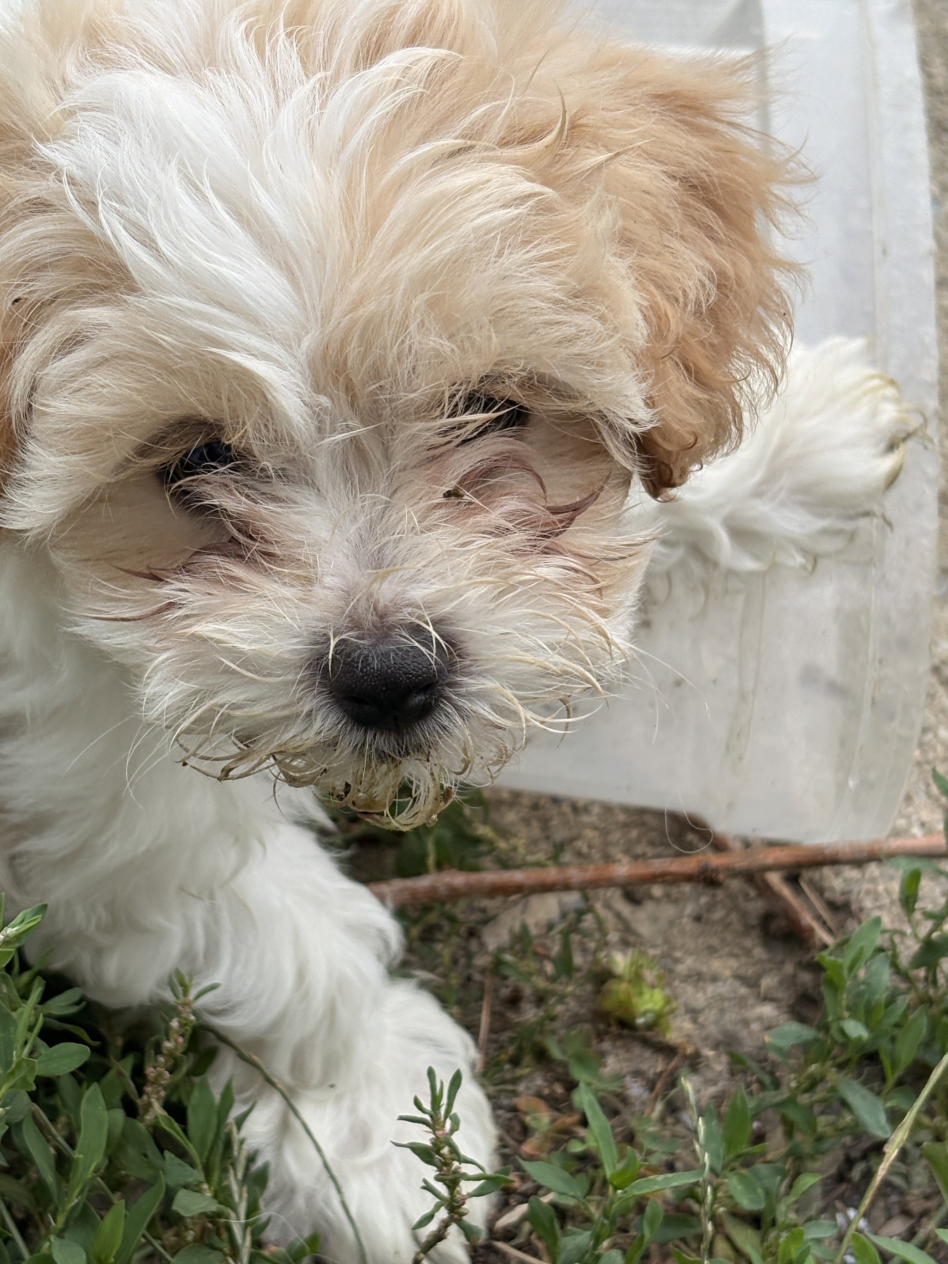 Teddy Bear puppies image 1