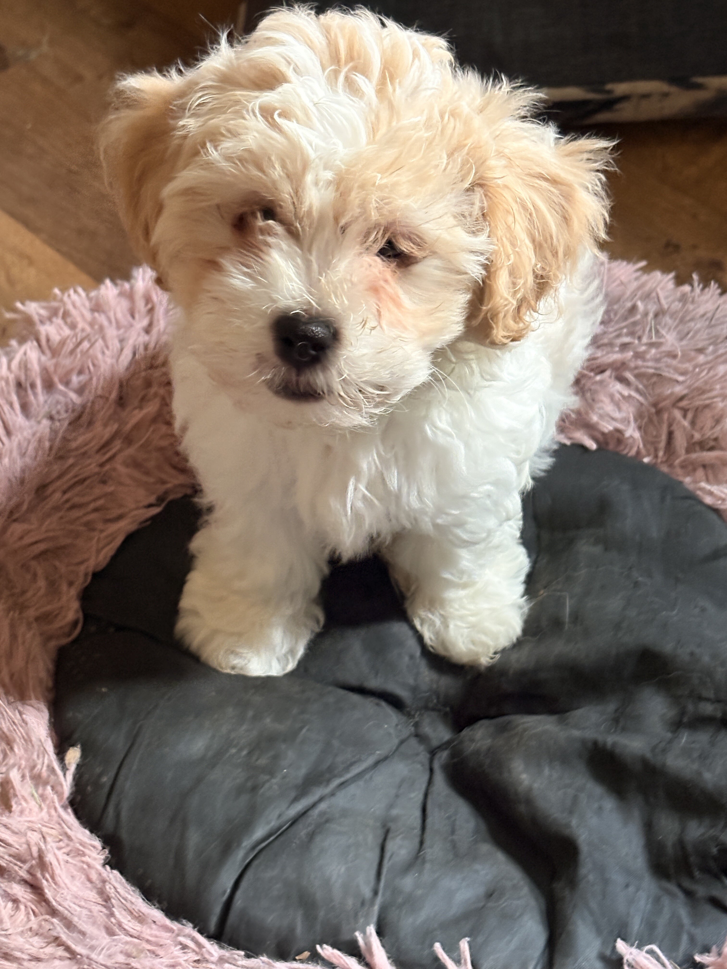 Teddy Bear puppies image 2
