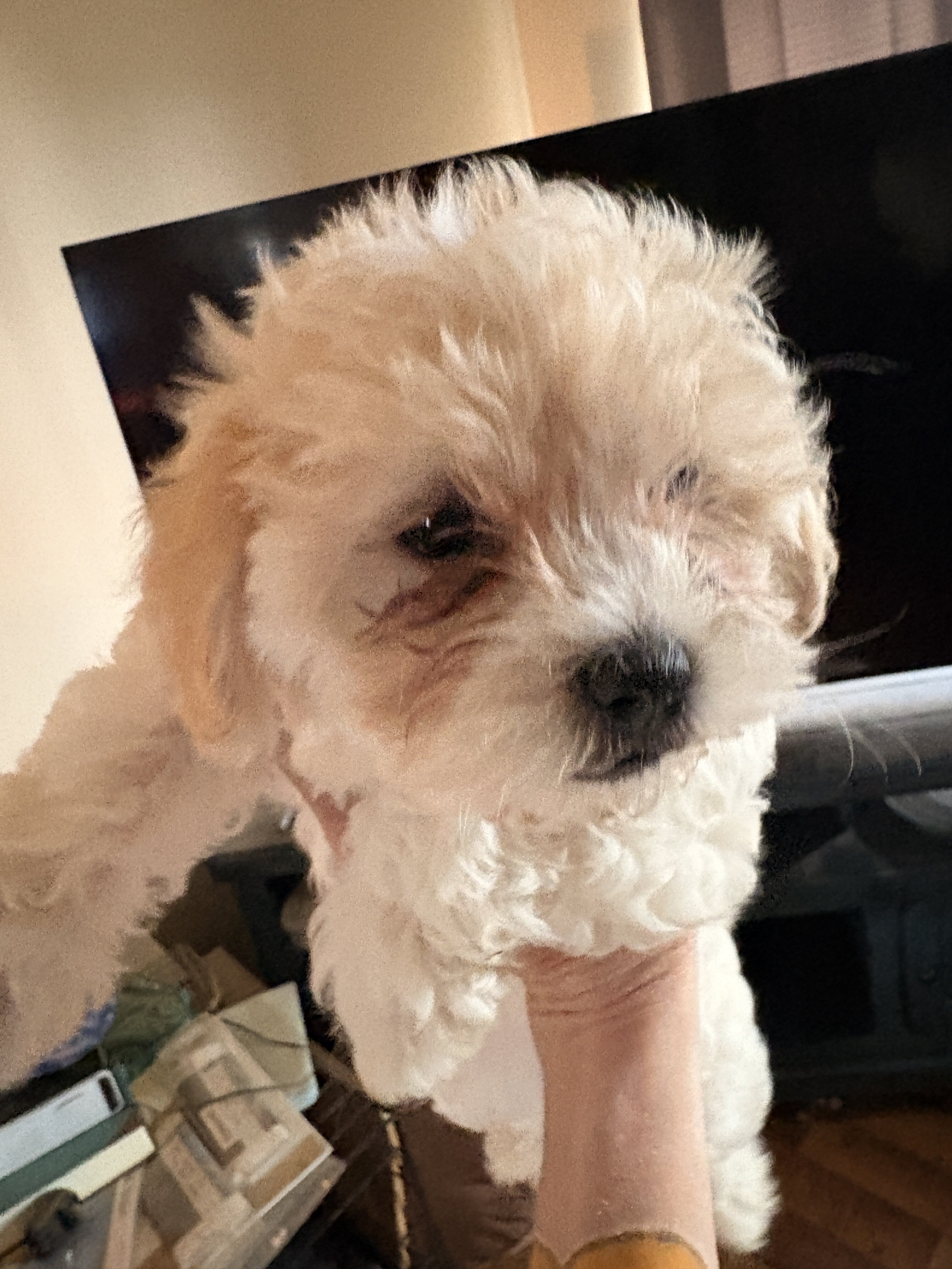 Teddy Bear puppies image 3