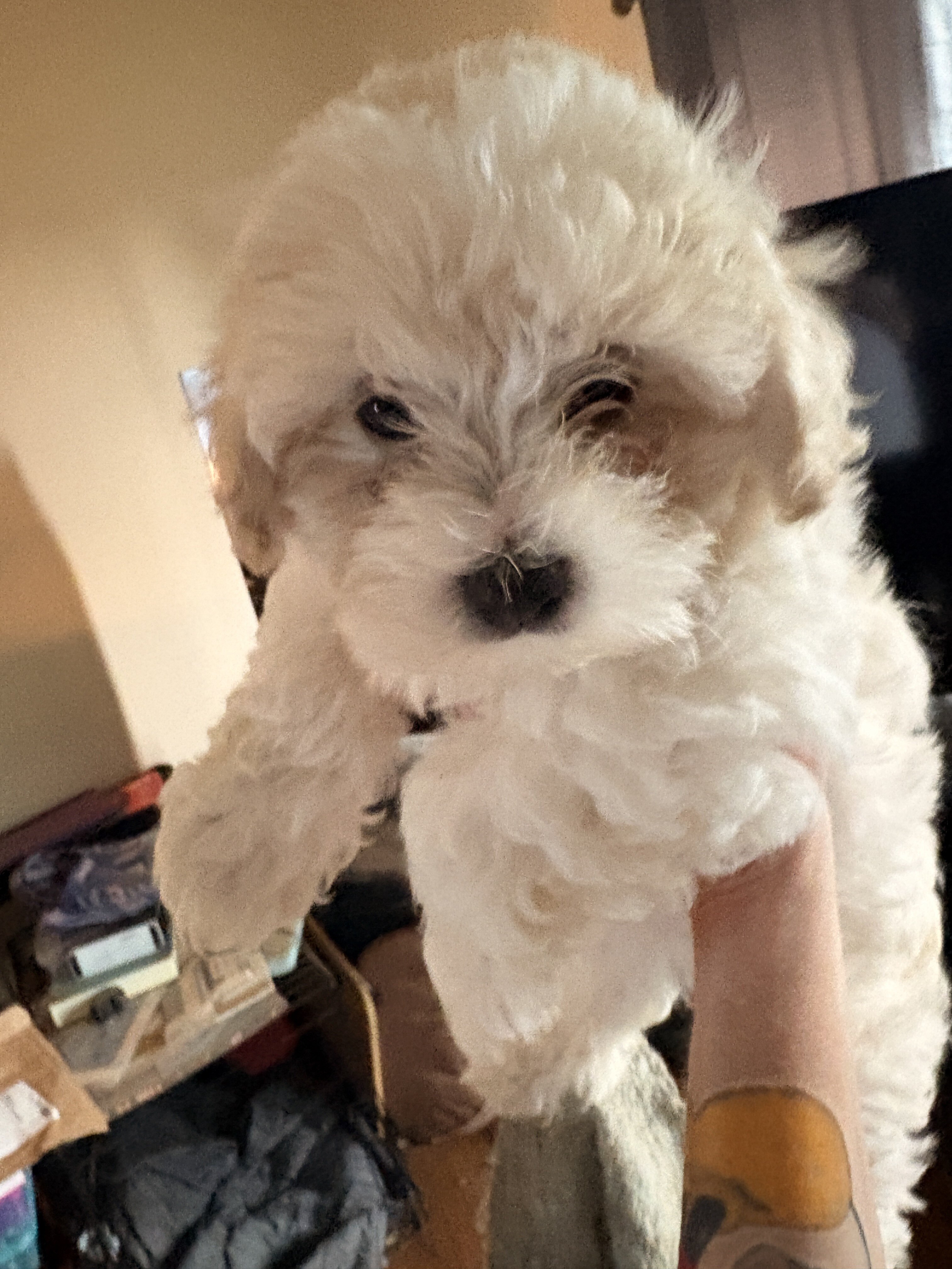 Teddy Bear puppies image 4