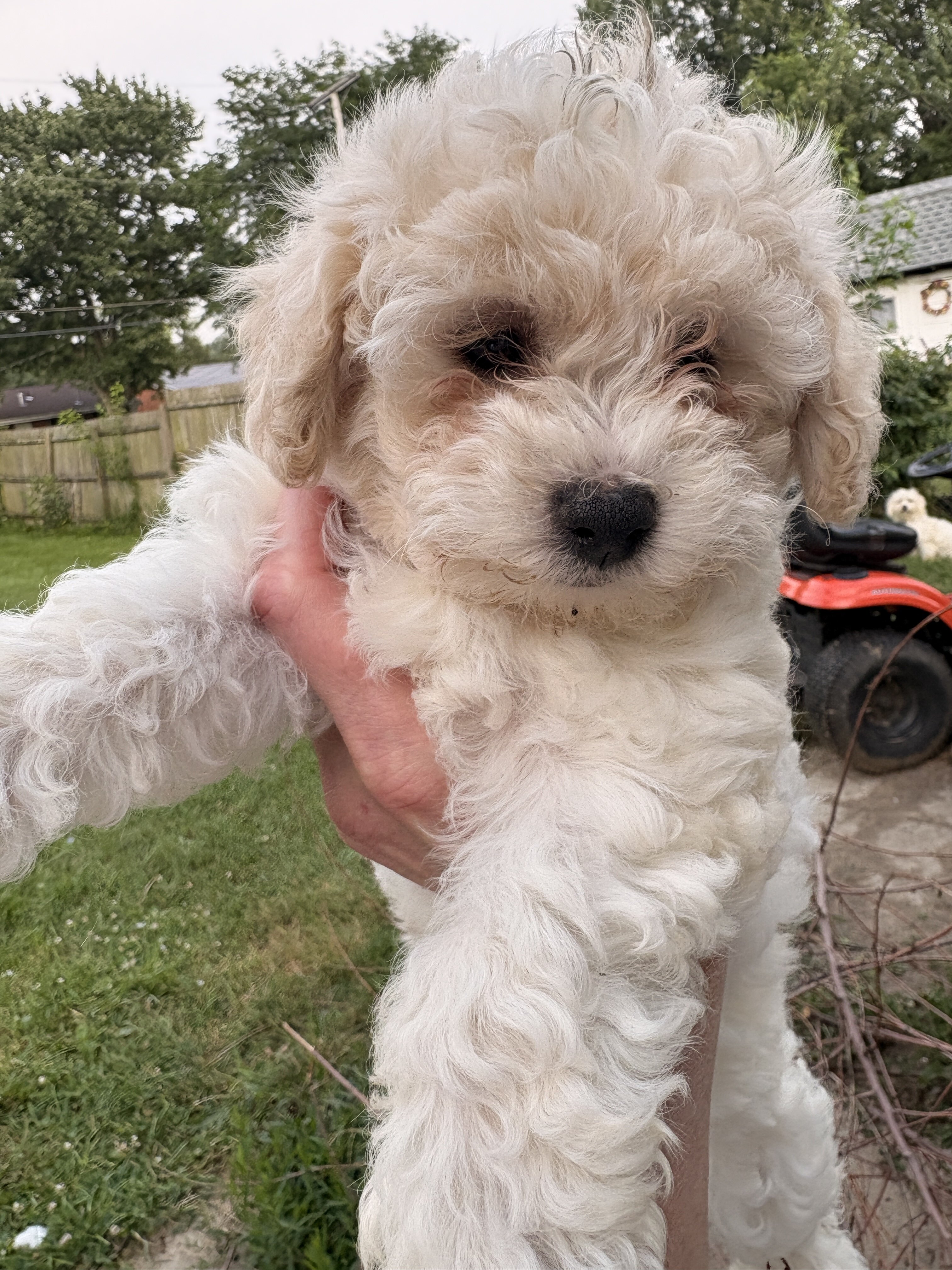Teddy Bear puppies image 5
