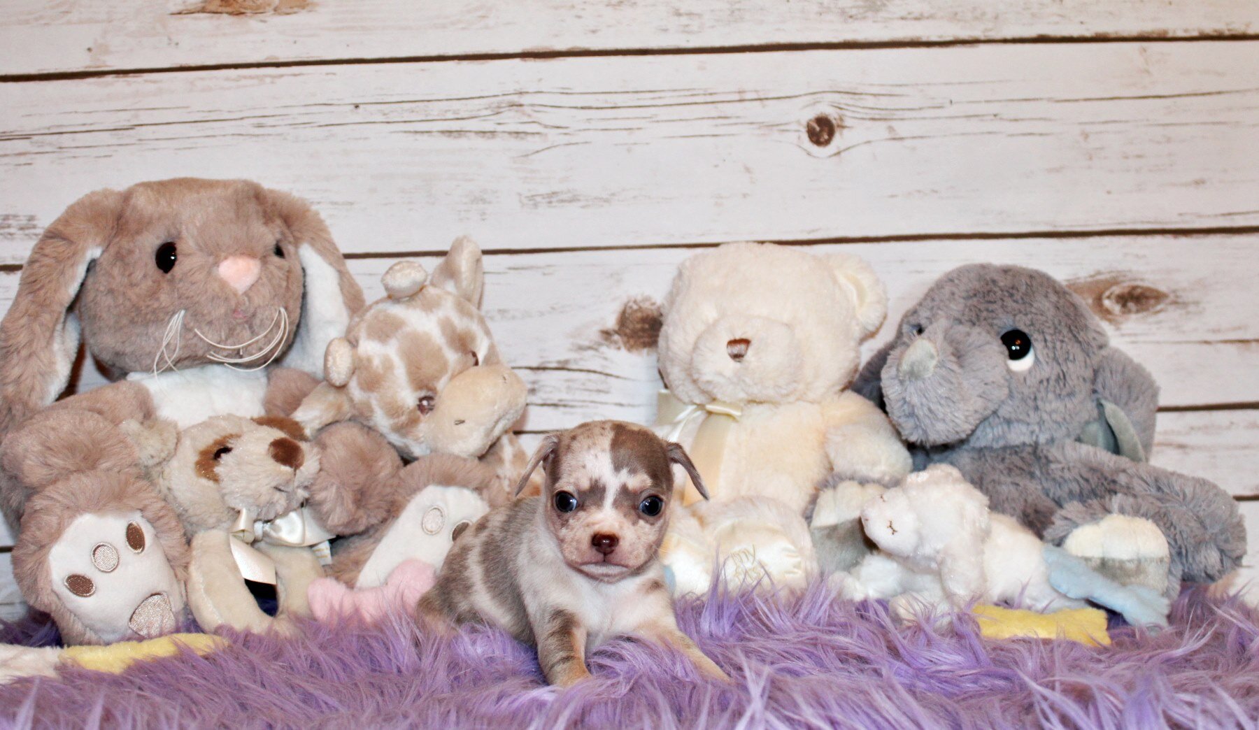 Dover - Precious and Flashy Lavender Merle image 6