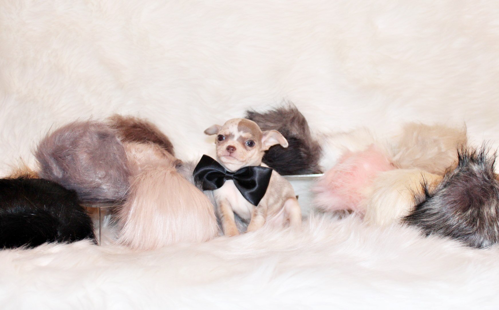 Dover - Precious and Flashy Lavender Merle image 5