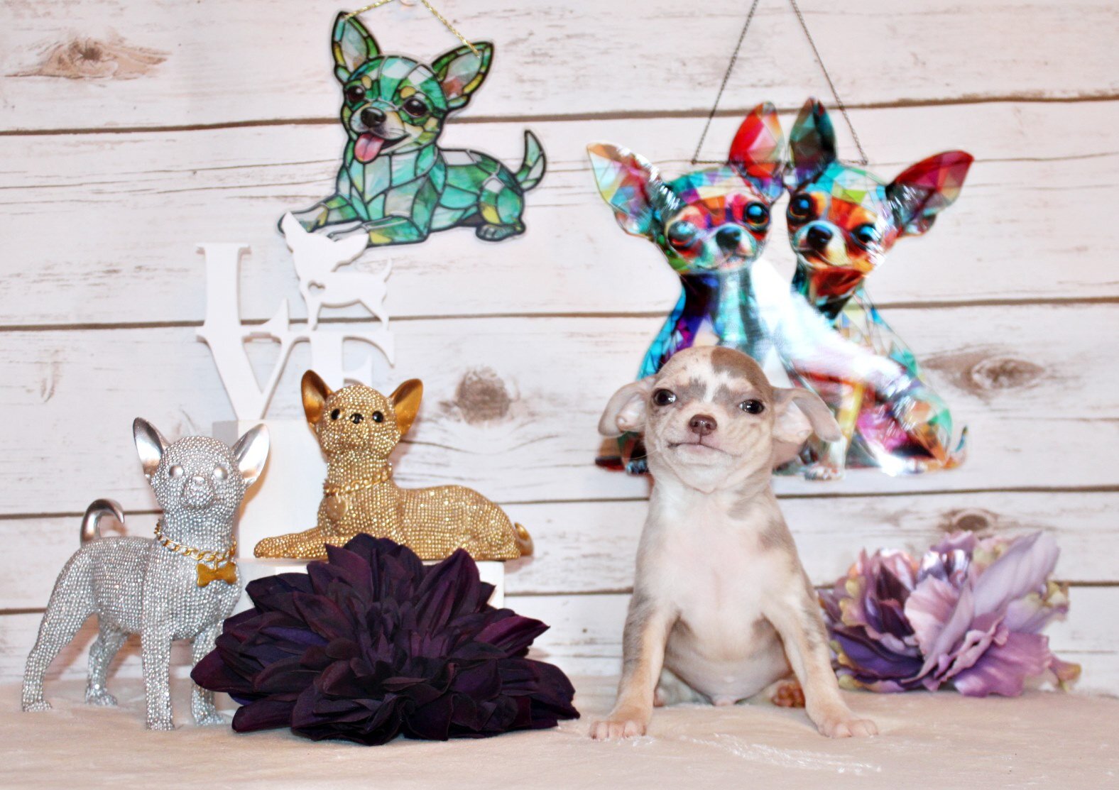 Dover - Precious and Flashy Lavender Merle image 3