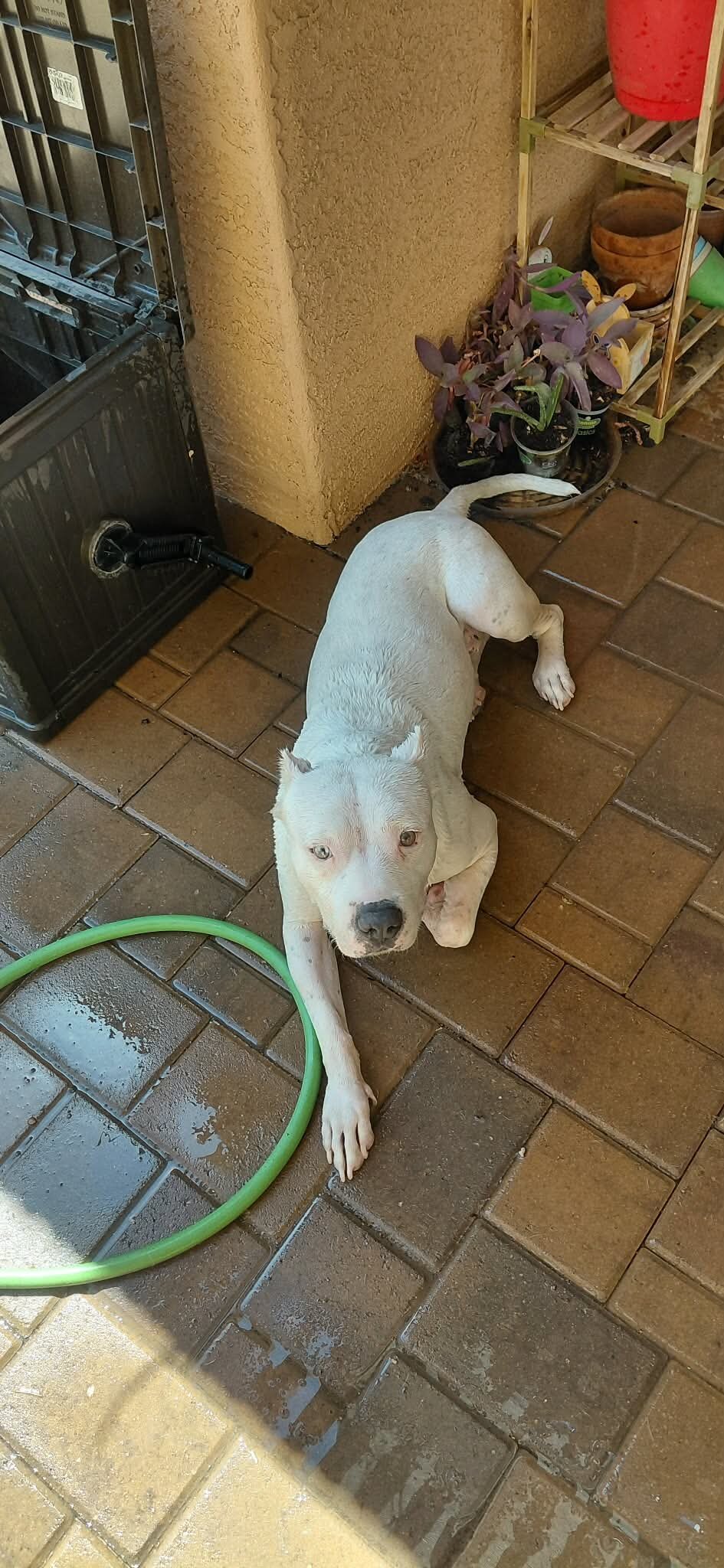Meet Chevy, A Loving Dogo Argentino image 1