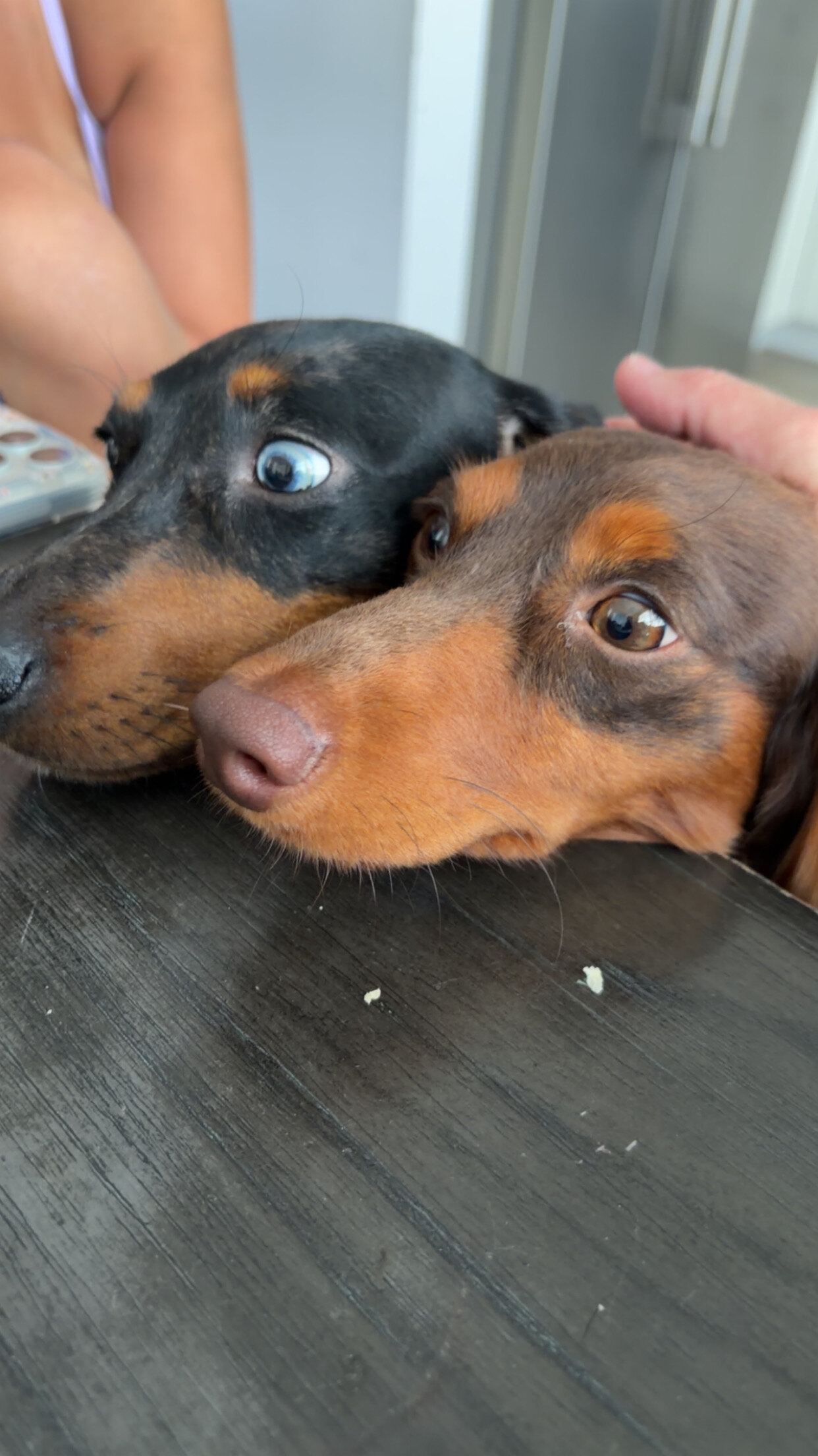 Miniature Dachshunds image 2