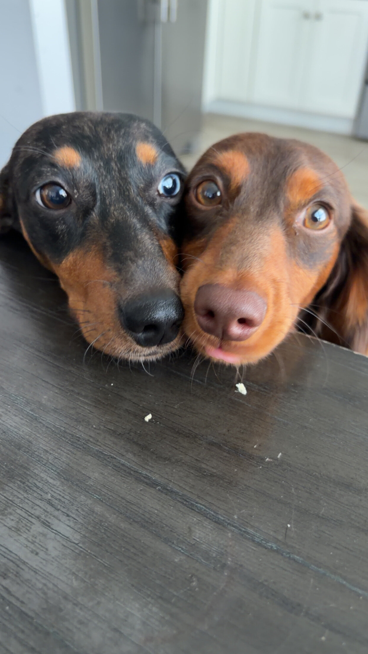 Miniature Dachshunds image 1