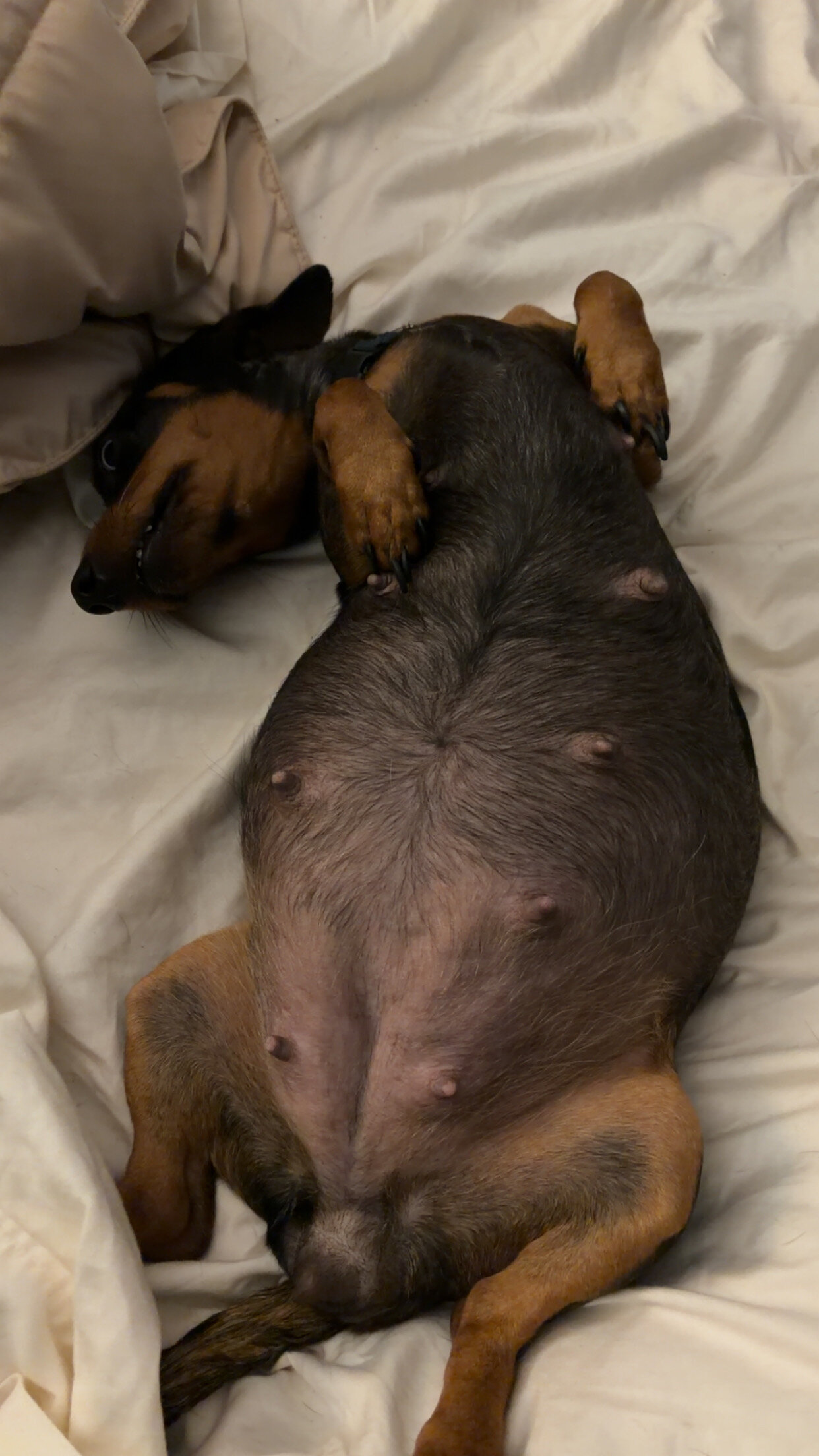 Miniature Dachshunds image 3