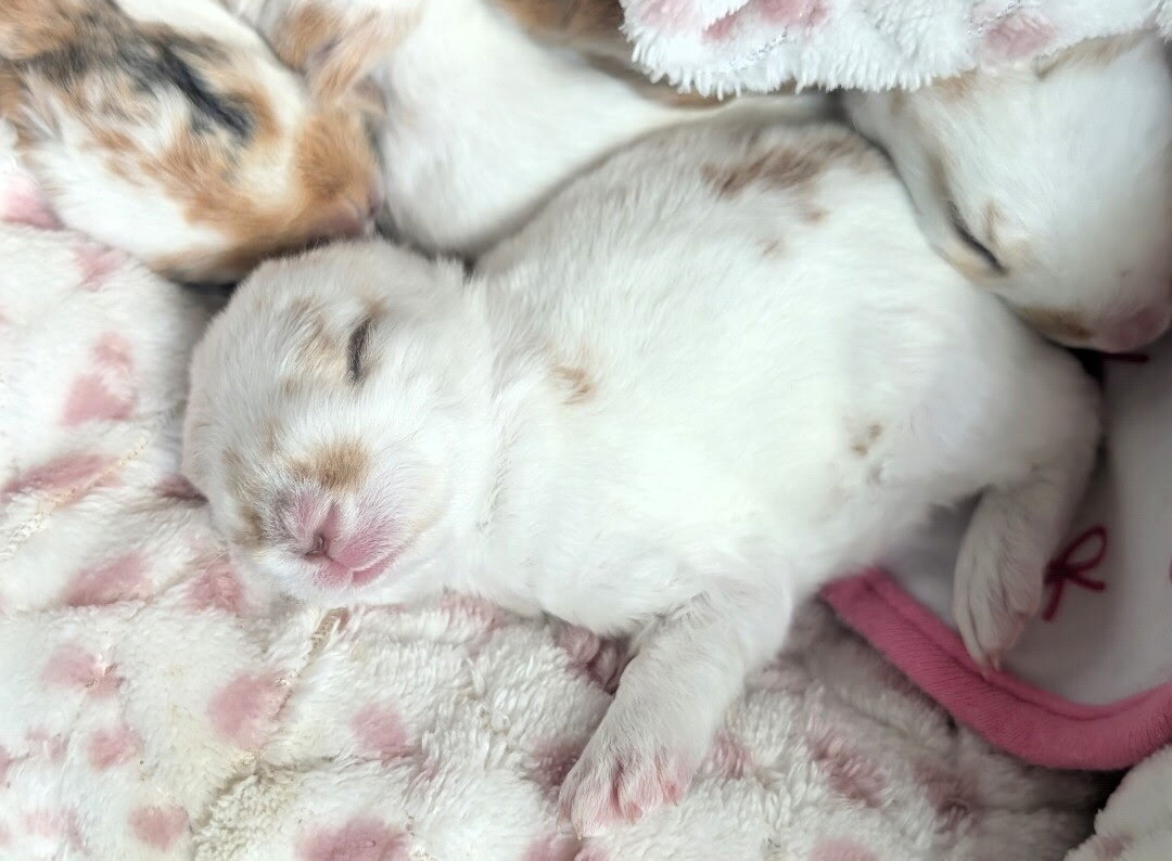 Baby Rex bunnies image 2