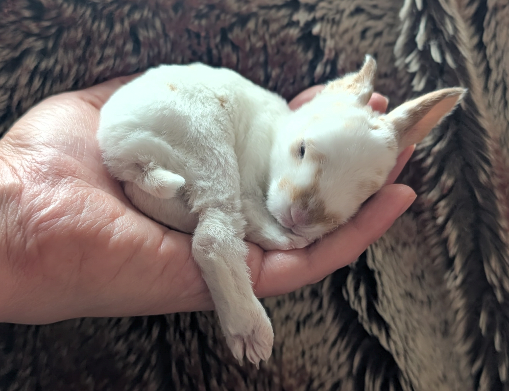 Baby Rex bunnies image 3