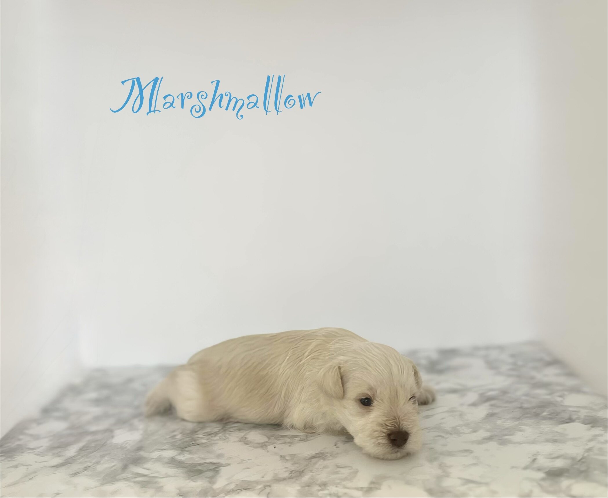 Miniature schnauzer puppies image 1