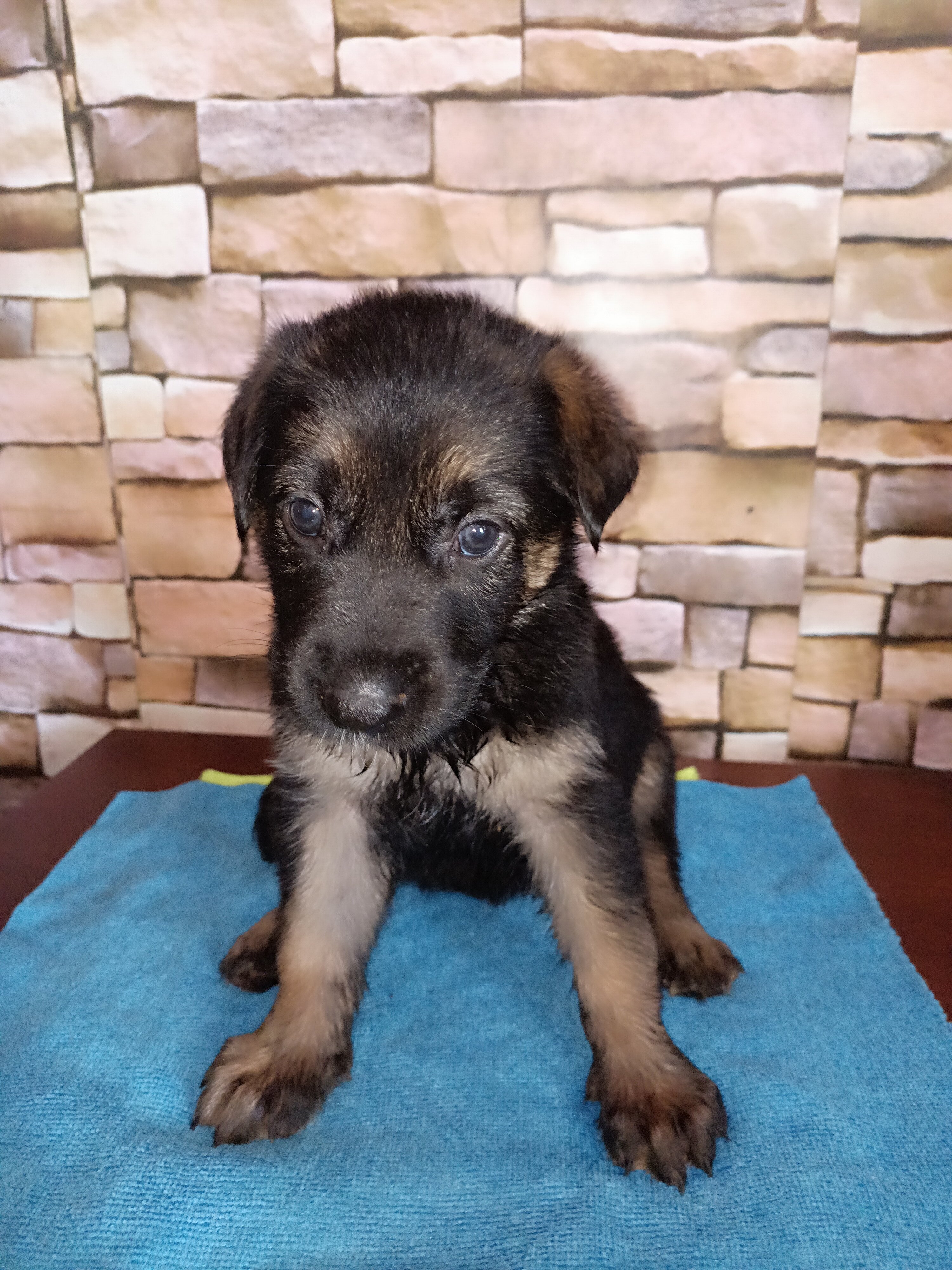 Adorable GSD Puppies image 8