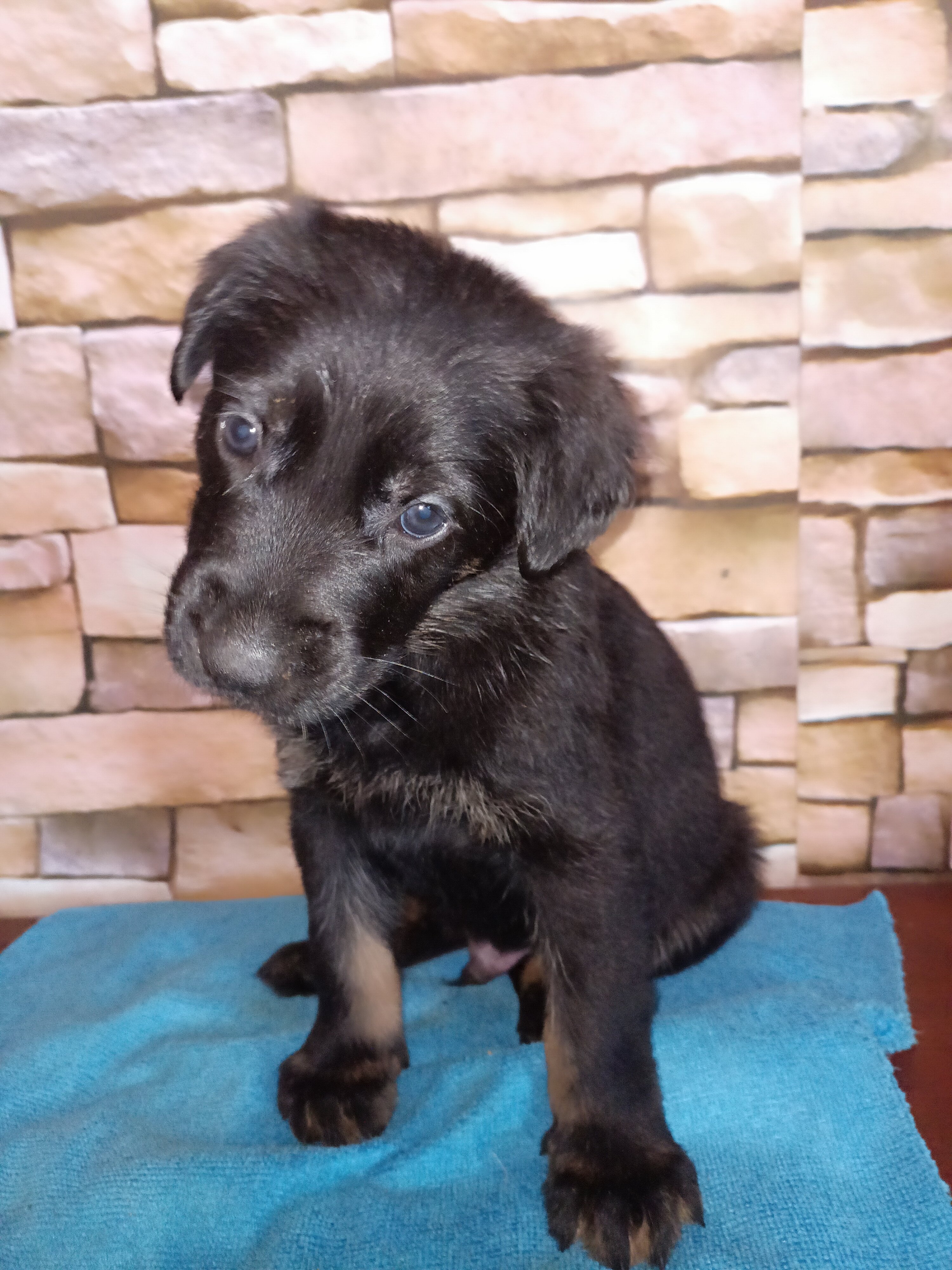 Adorable GSD Puppies image 9