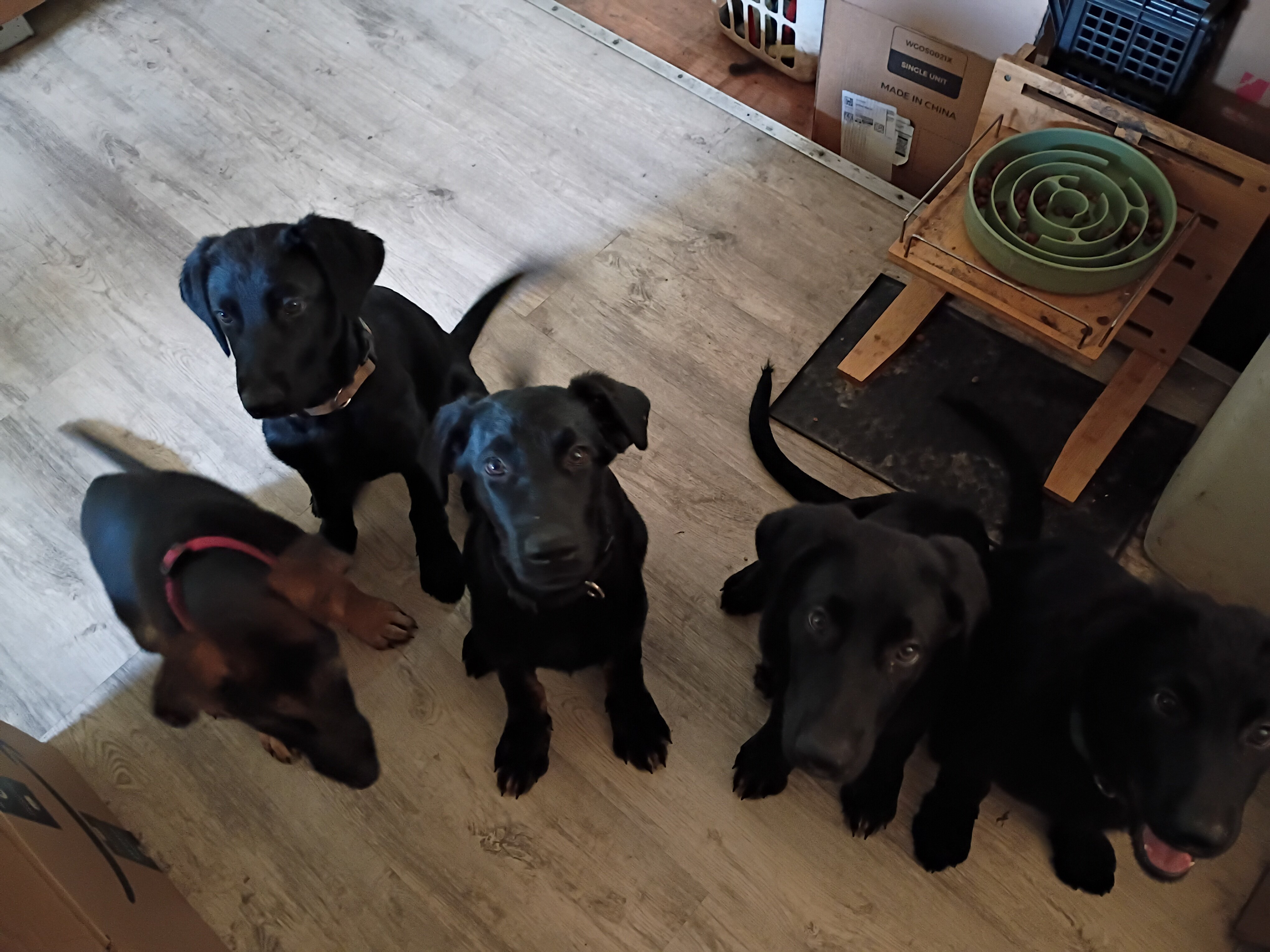 Adorable GSD Puppies image 1