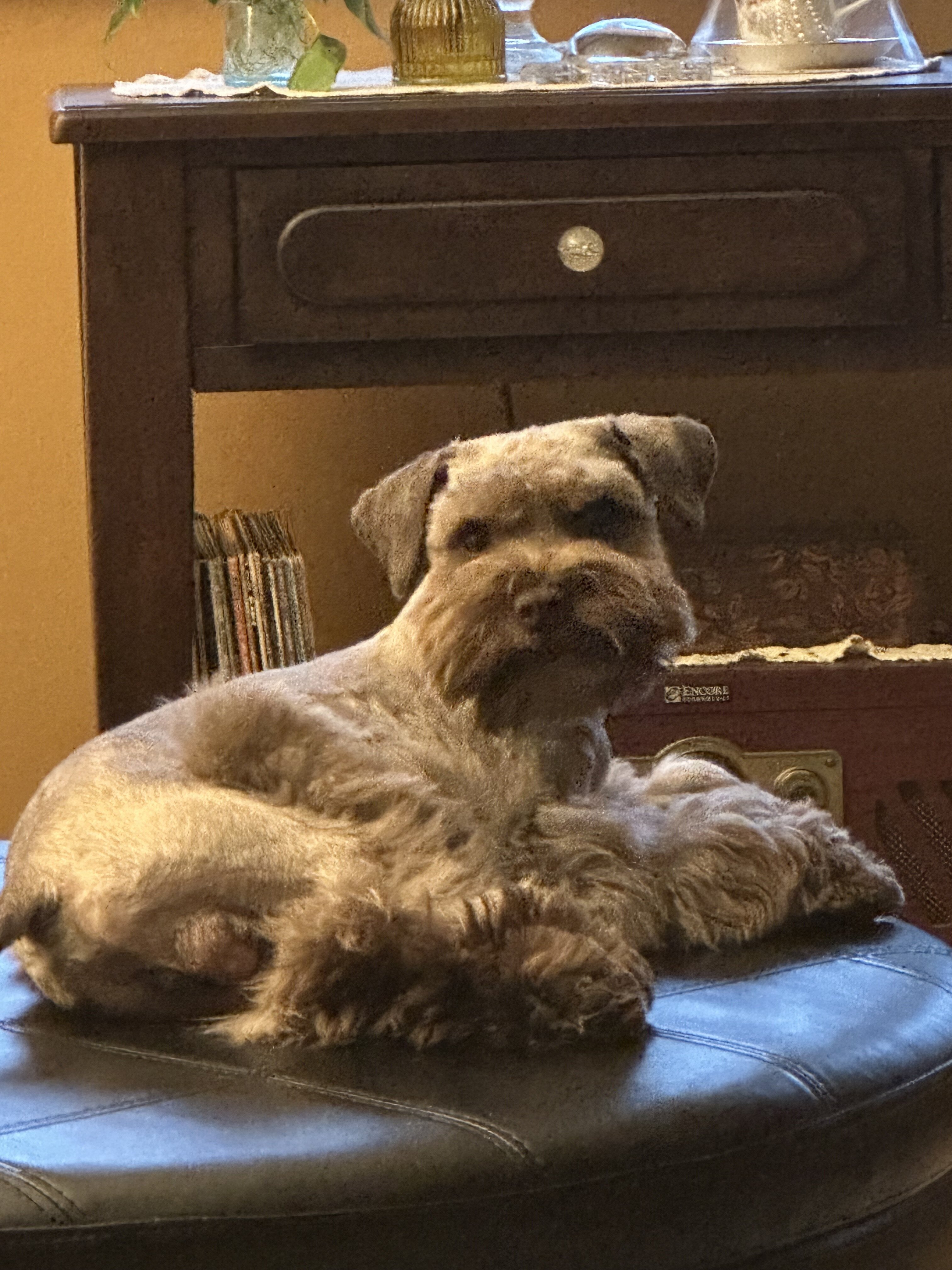Miniature Schnauzer Puppies for Sale image 6