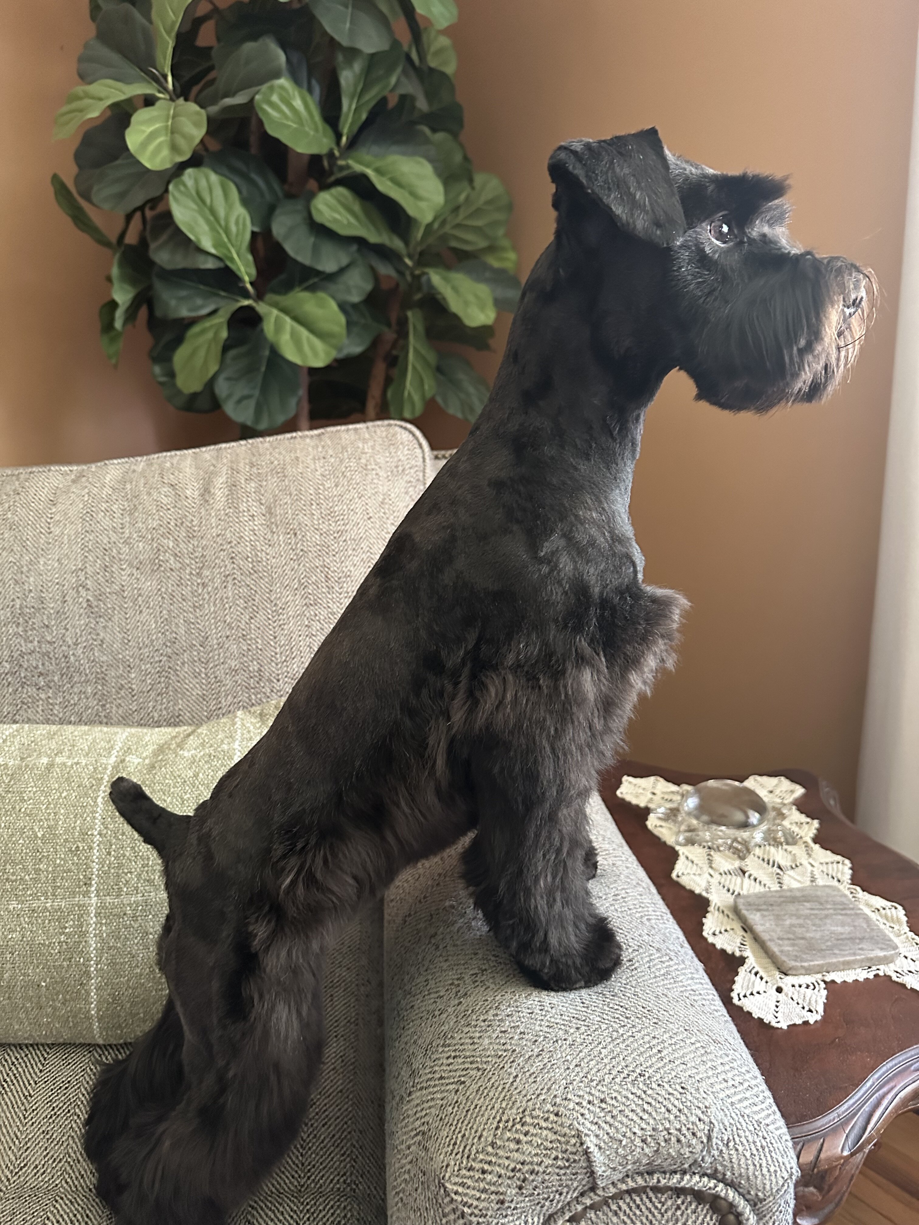 Miniature Schnauzer Puppies for Sale image 5