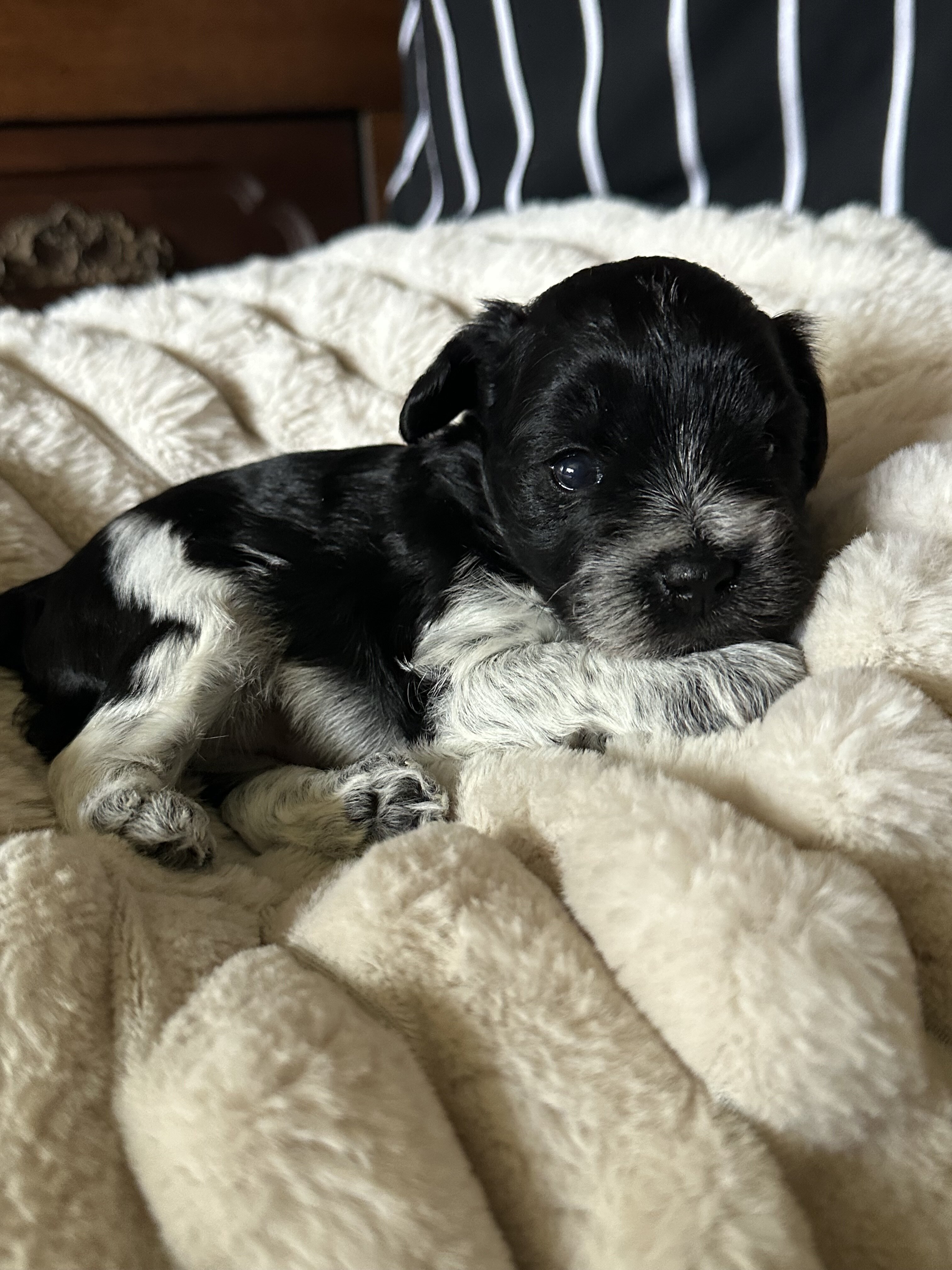 Miniature Schnauzer Puppies for Sale image 1