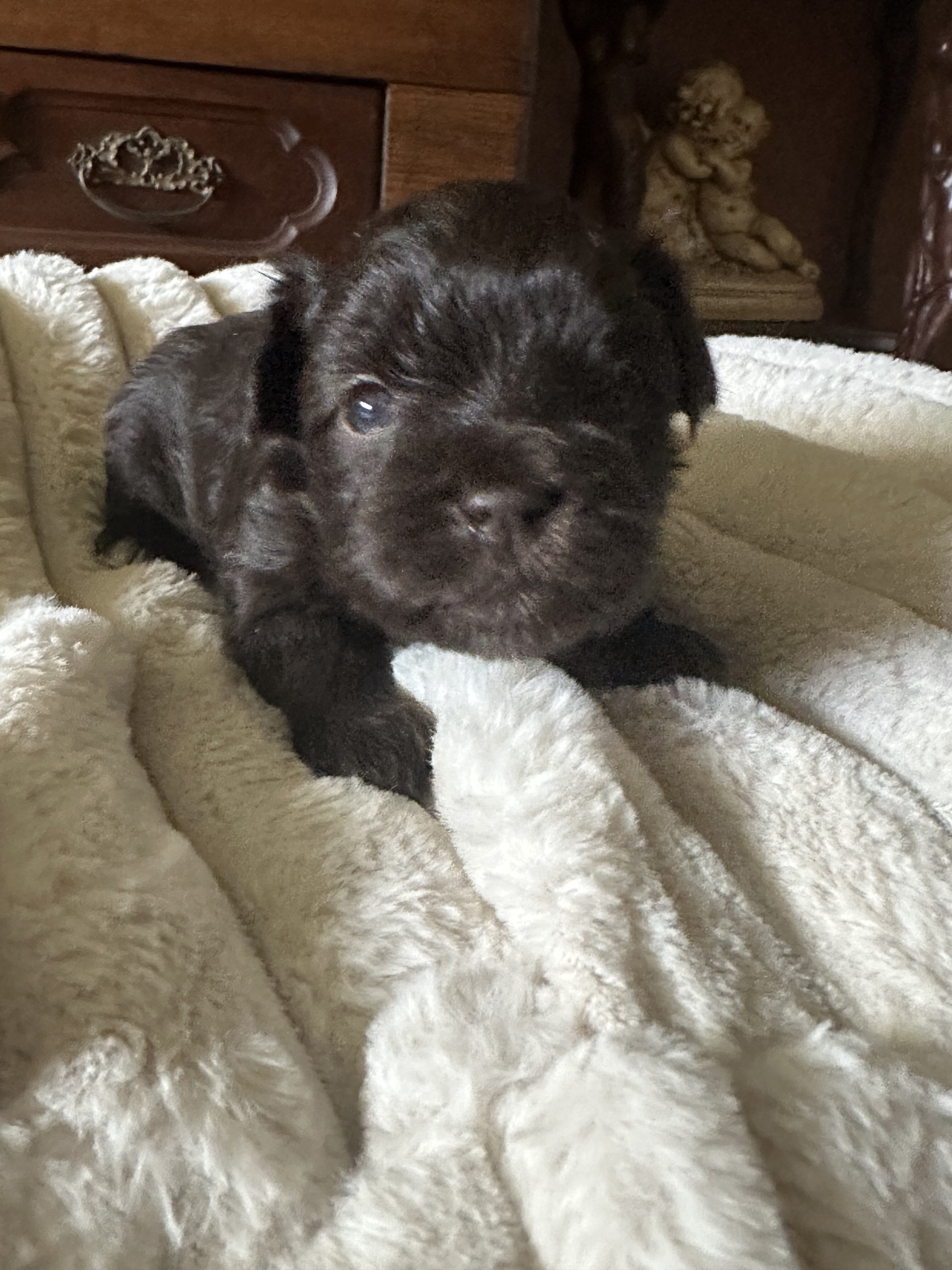 Miniature Schnauzer Puppies for Sale image 2