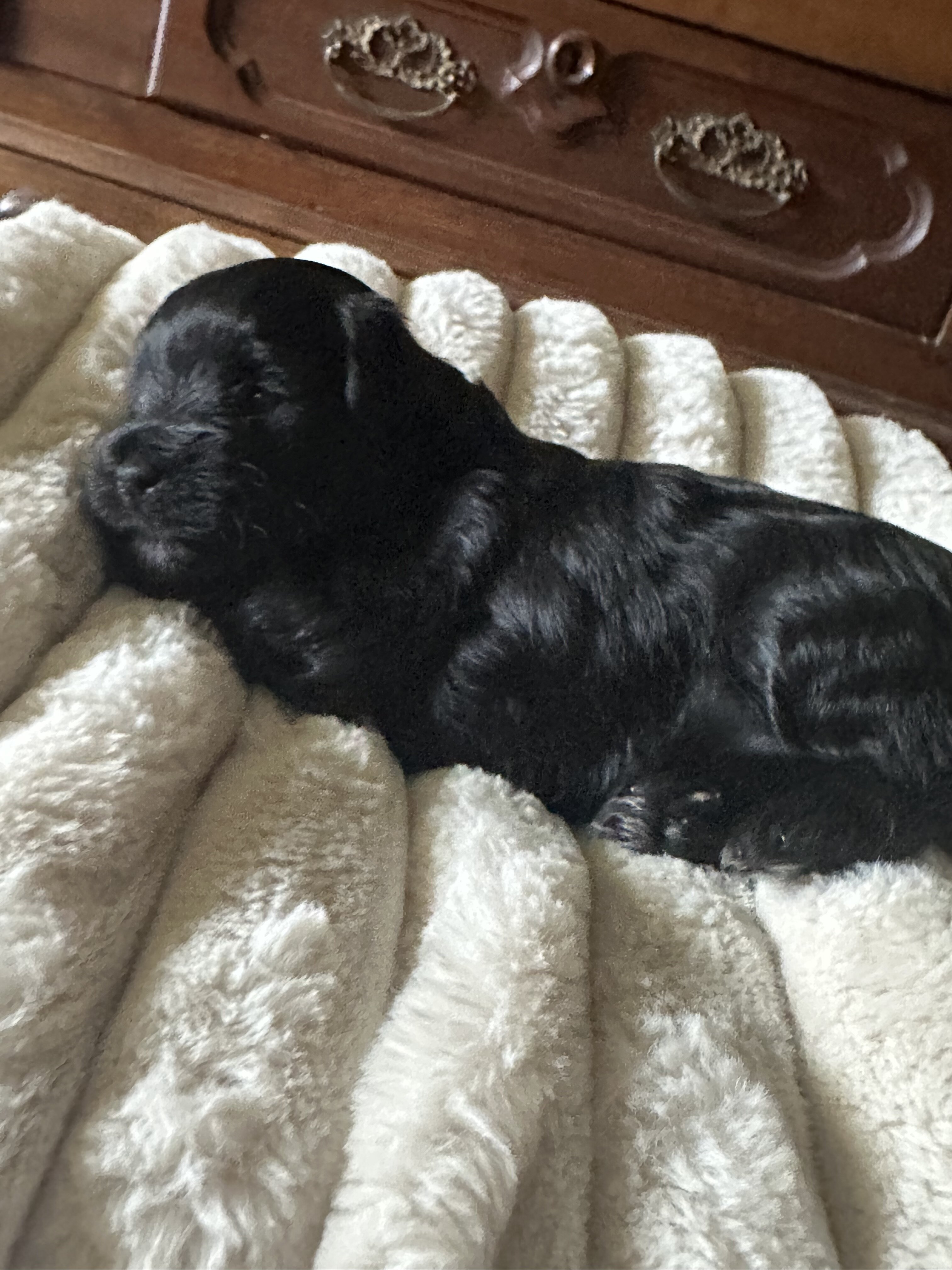 Miniature Schnauzer Puppies for Sale image 3