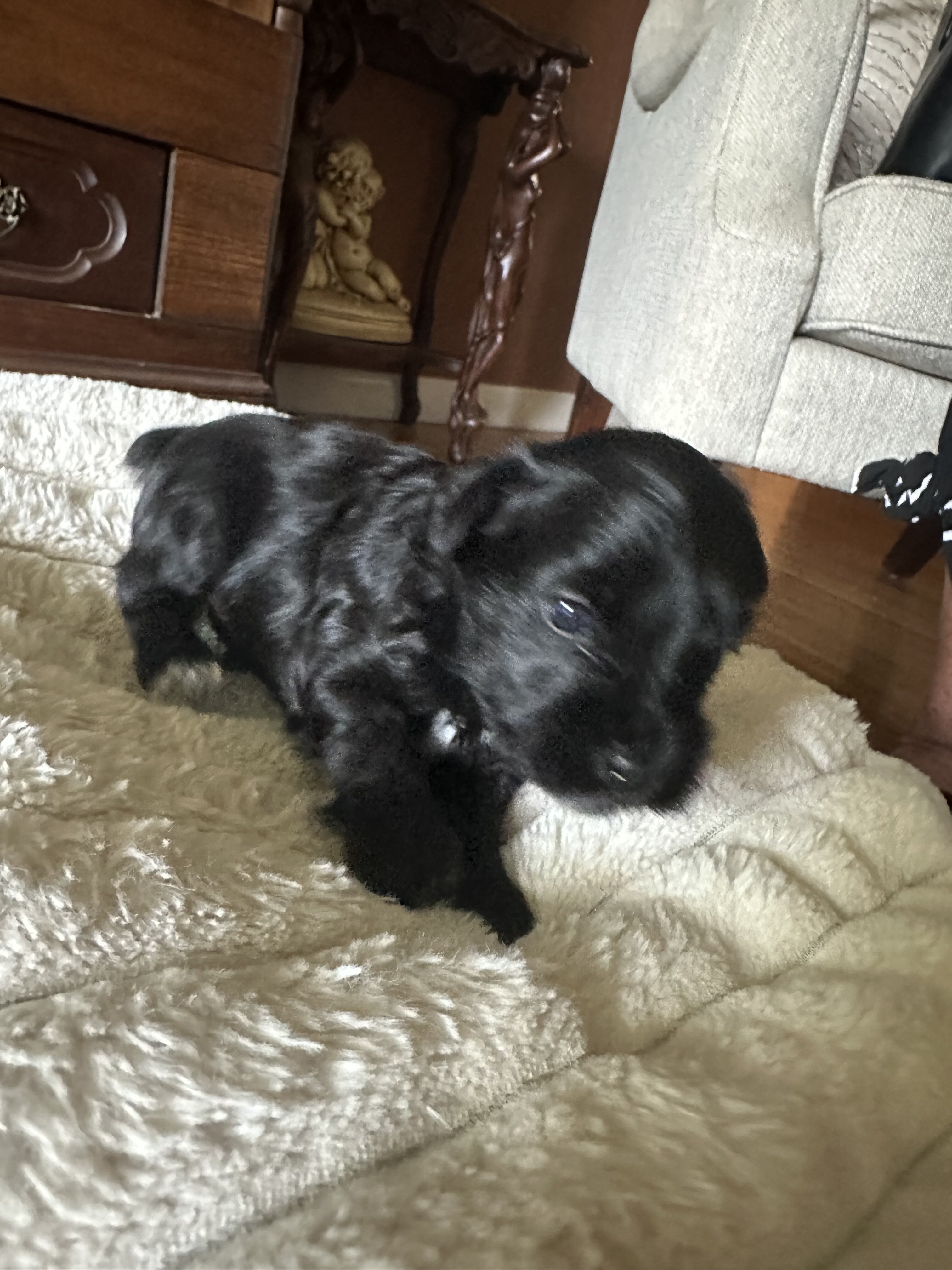 Miniature Schnauzer Puppies for Sale image 4