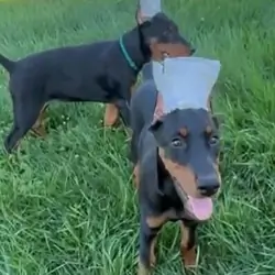 Doberman Pinscher puppies