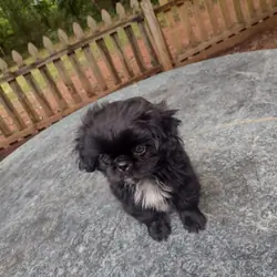 Registered Shih tzu puppies