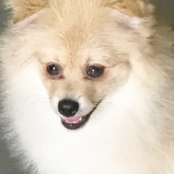 CKC Pomeranian: NASH