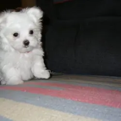 Maltese Puppies