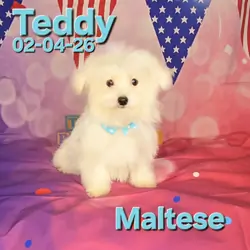 Teddy a male Maltese