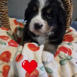 AMELIA'S BERNESE MOUNTAIN DOG PUPPIES