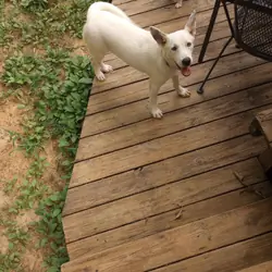 Male Husky/Blue Heeler Mix Pup.