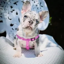 Stormi French Bulldog