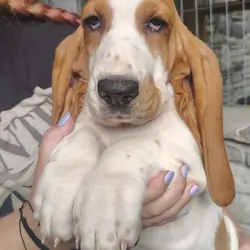 Basset hound