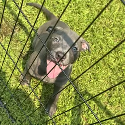 Pitbull puppies