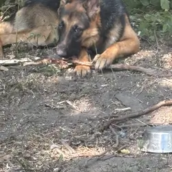 German shepherd teen girl
