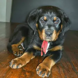 Rottweiler Puppies