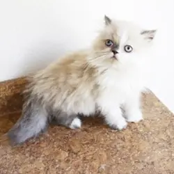 Persian Jewel Cattery 1