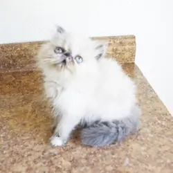 Persian Jewel Cattery 2