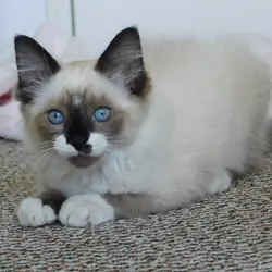 Maxwell, beautiful mitted seal-point kitten