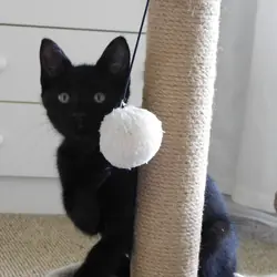 Knight, adorable black kitten