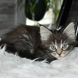 Maine coon Euro Tica kittens ready Now sept 2026