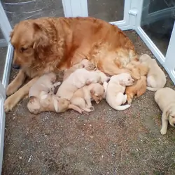 Golden Retriever Puppies