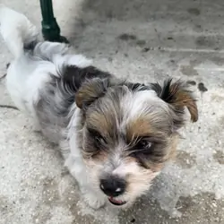Biewer/Russian YORKIE male