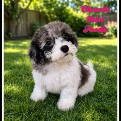 Chevelle Female Mini Poodle